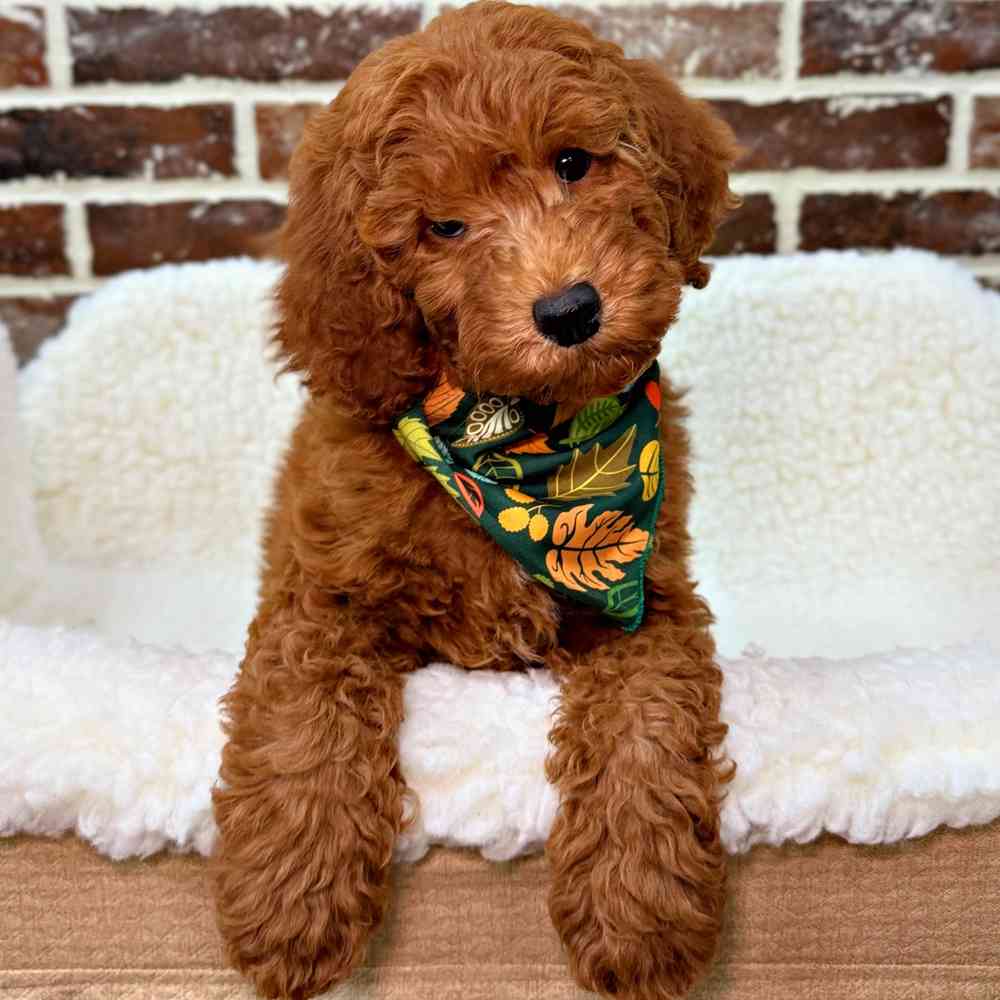 Male Poodle puppy for sale at Shake A Paw Union.