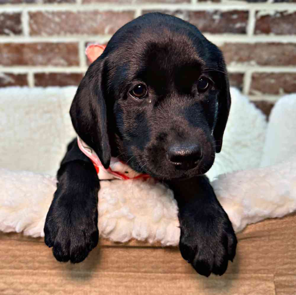 Female Labrador Retriever puppy for sale at Shake A Paw Union.