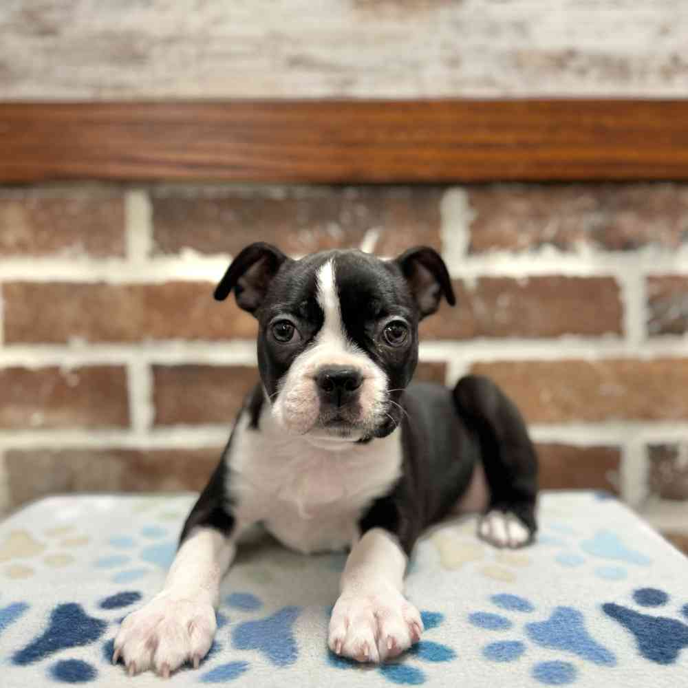 Female Boston Terrier puppy for sale at Shake A Paw Green Brook.