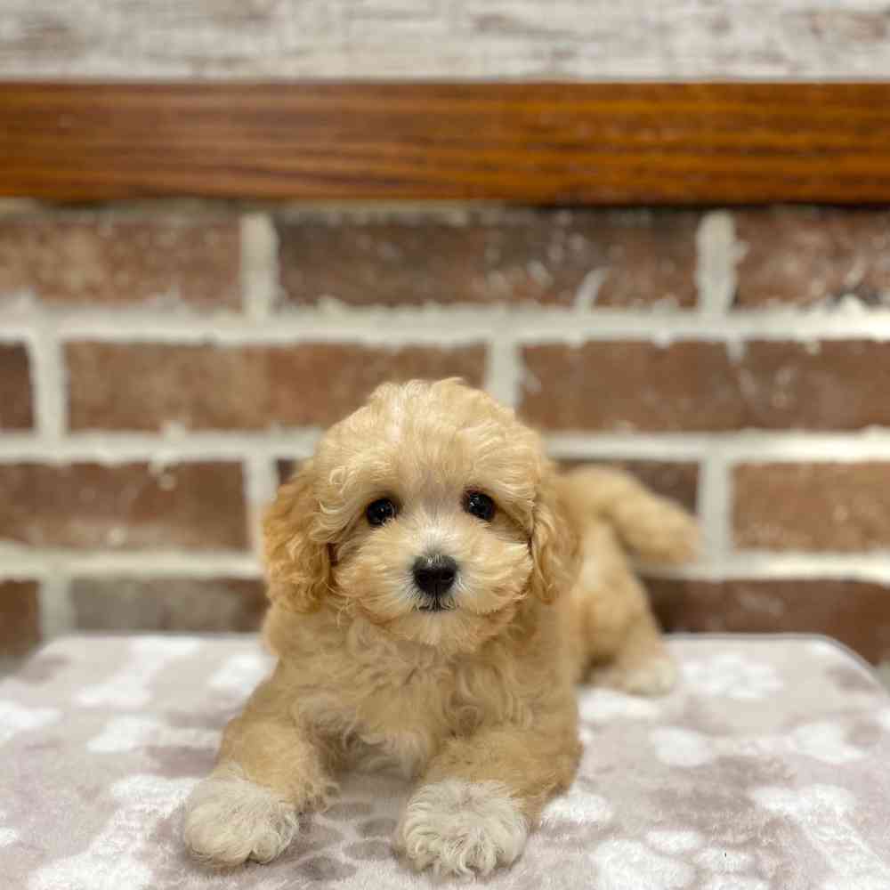 Female Bichon / Poodle puppy for sale at Shake A Paw Green Brook.
