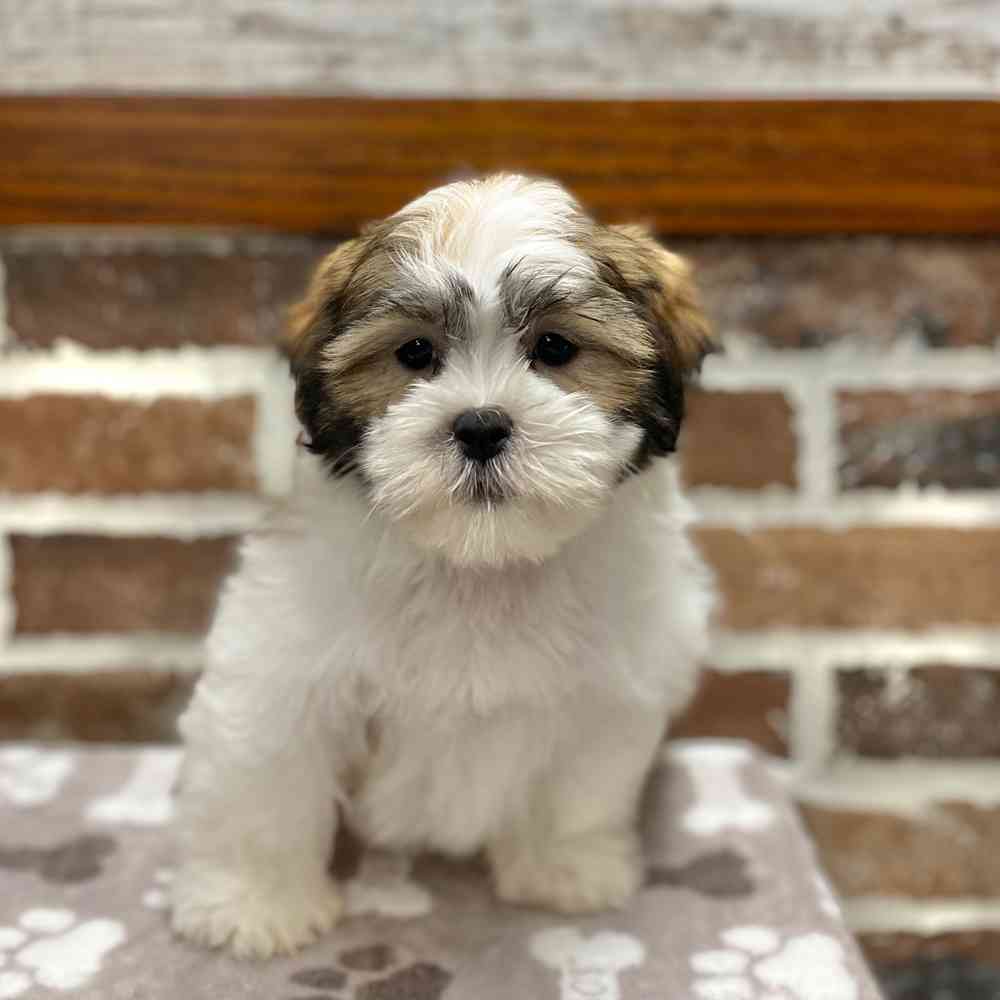 Female Maltese / Shih Tzu puppy for sale at Shake A Paw Green Brook.