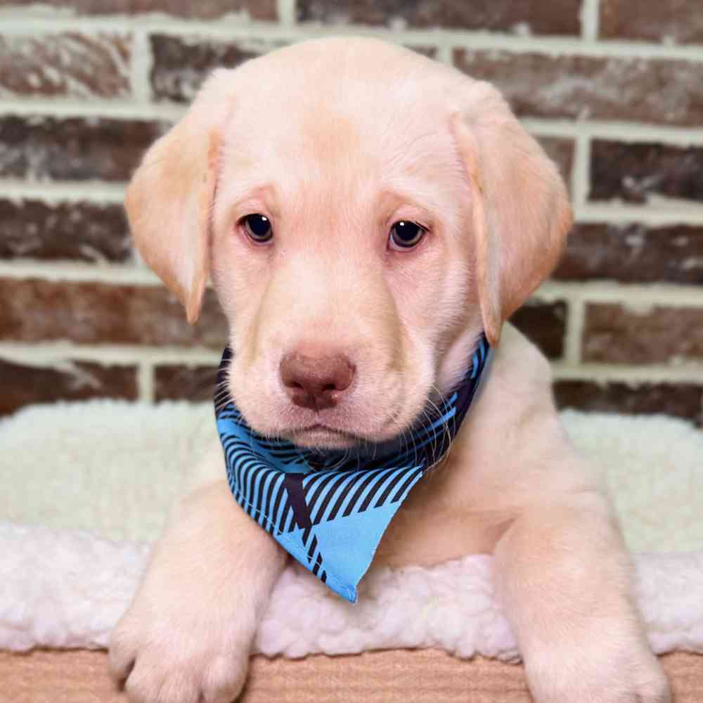 Male Labrador Retriever puppy for sale at Shake A Paw Union.