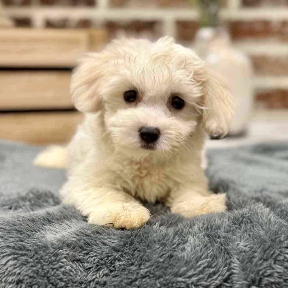 Female Coton De Tulear puppy for sale at Shake A Paw Union.