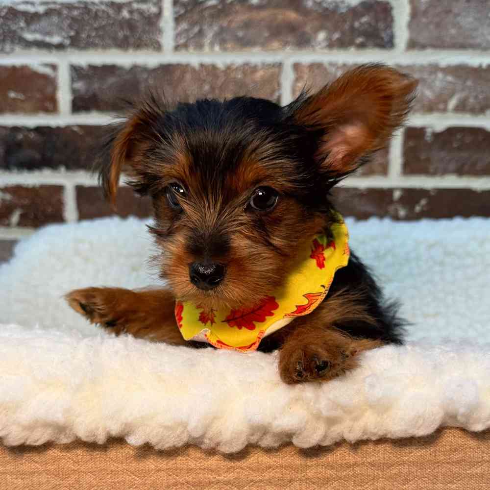 Male Yorkshire Terrier puppy for sale at Shake A Paw Union.