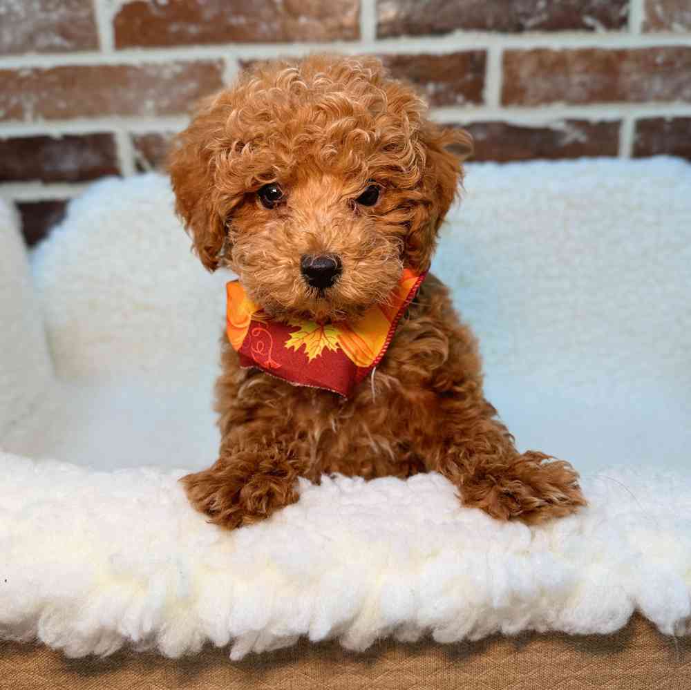 Male Poodle puppy for sale at Shake A Paw Union.