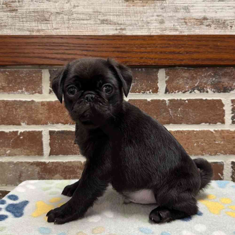 Male Pug puppy for sale at Shake A Paw Green Brook.
