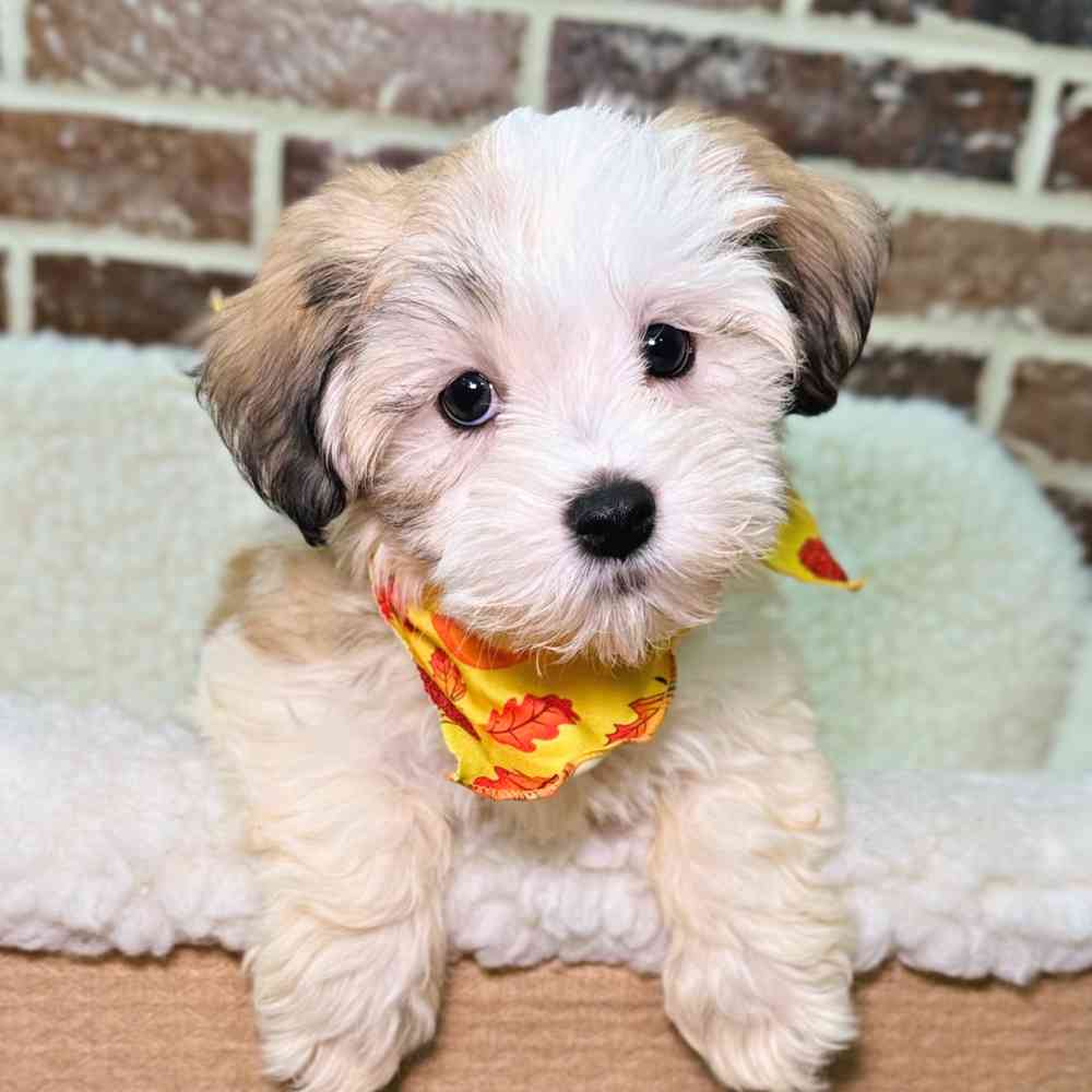 Female Havanese puppy for sale at Shake A Paw Union.