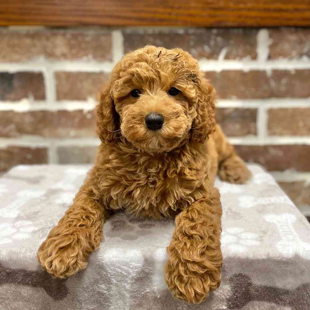Female Poodle puppy for sale at Shake A Paw Green Brook.