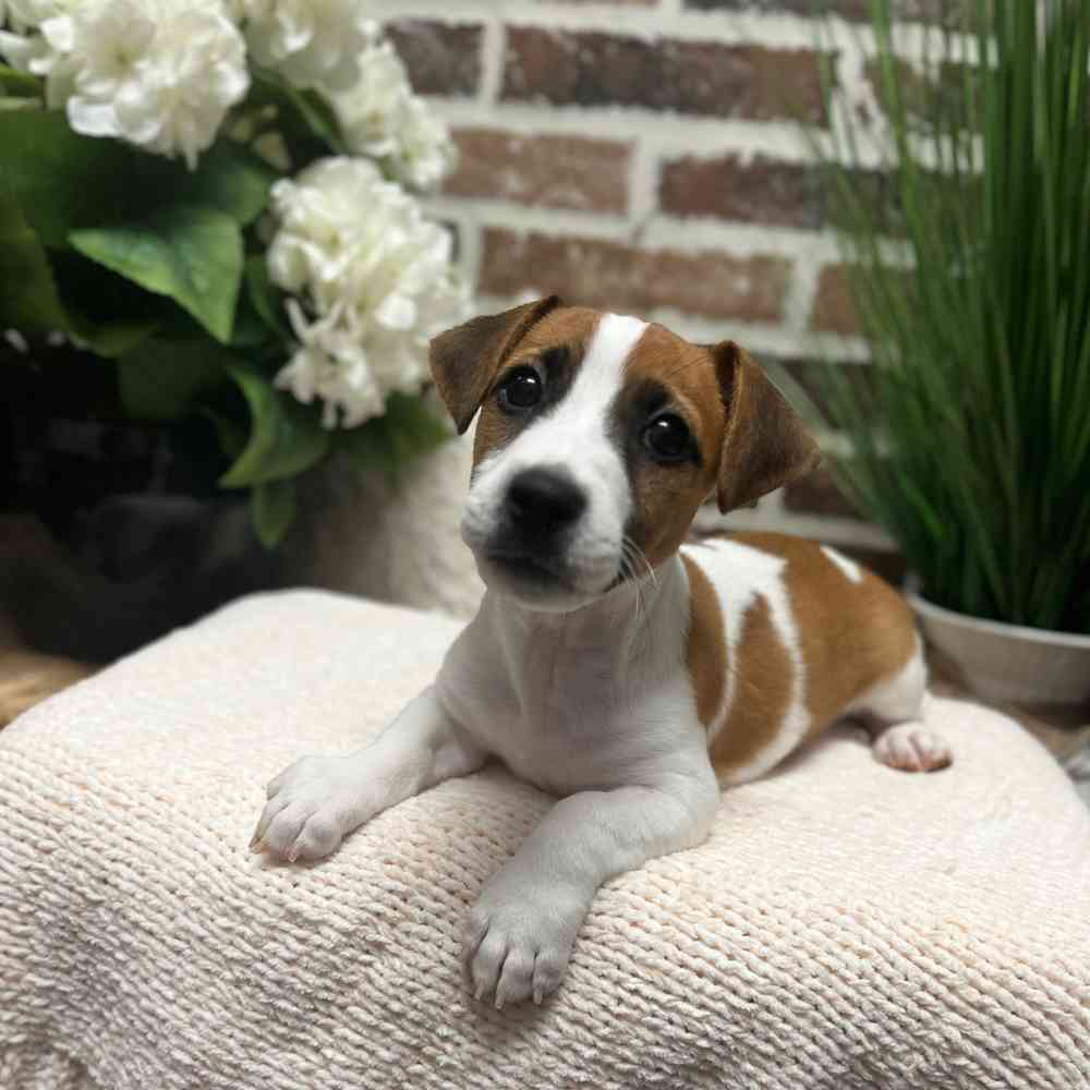 Male Jack Russell Terrier puppy for sale at Shake A Paw Green Brook.