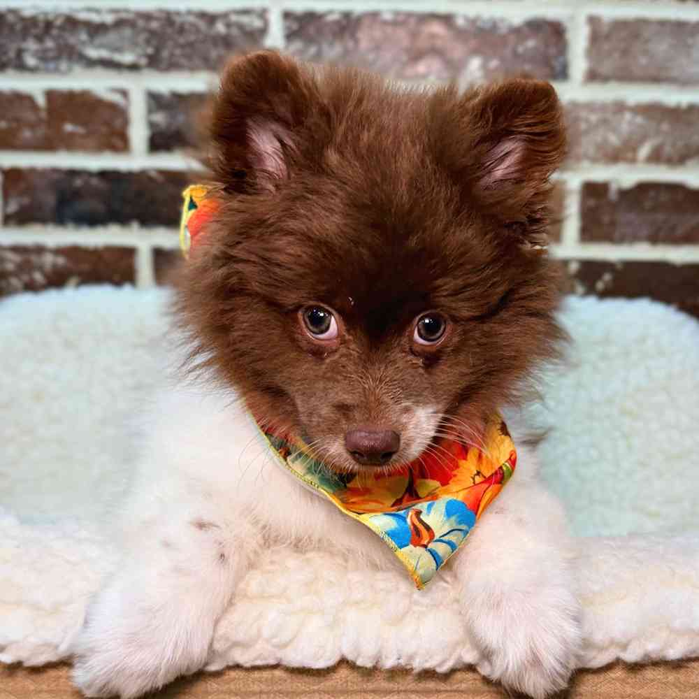 Female Pomeranian puppy for sale at Shake A Paw Union.