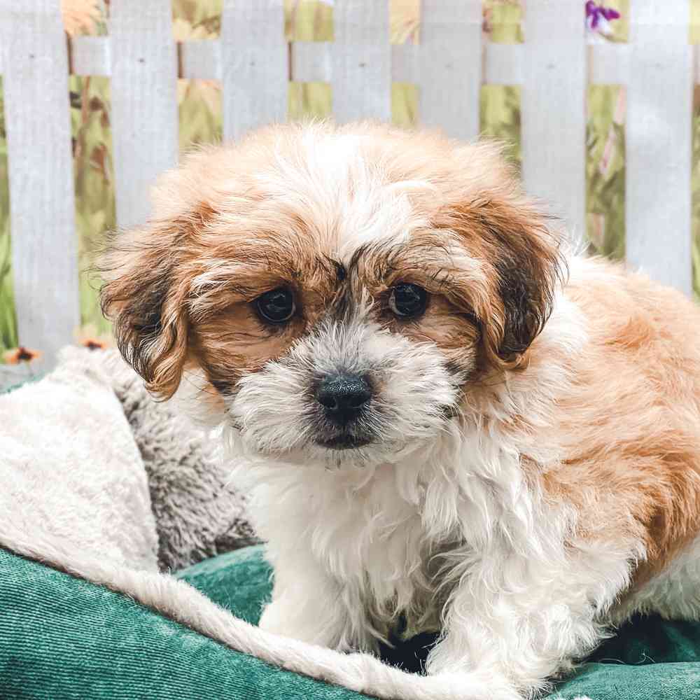 Male Shih Tzu / Bichon puppy for sale at Shake A Paw Union.