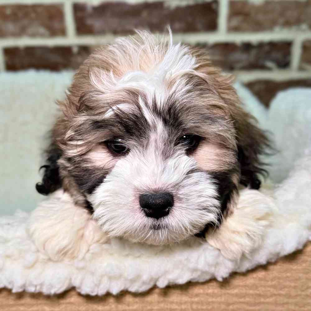 Male Shih Tzu / Bichon puppy for sale at Shake A Paw Union.