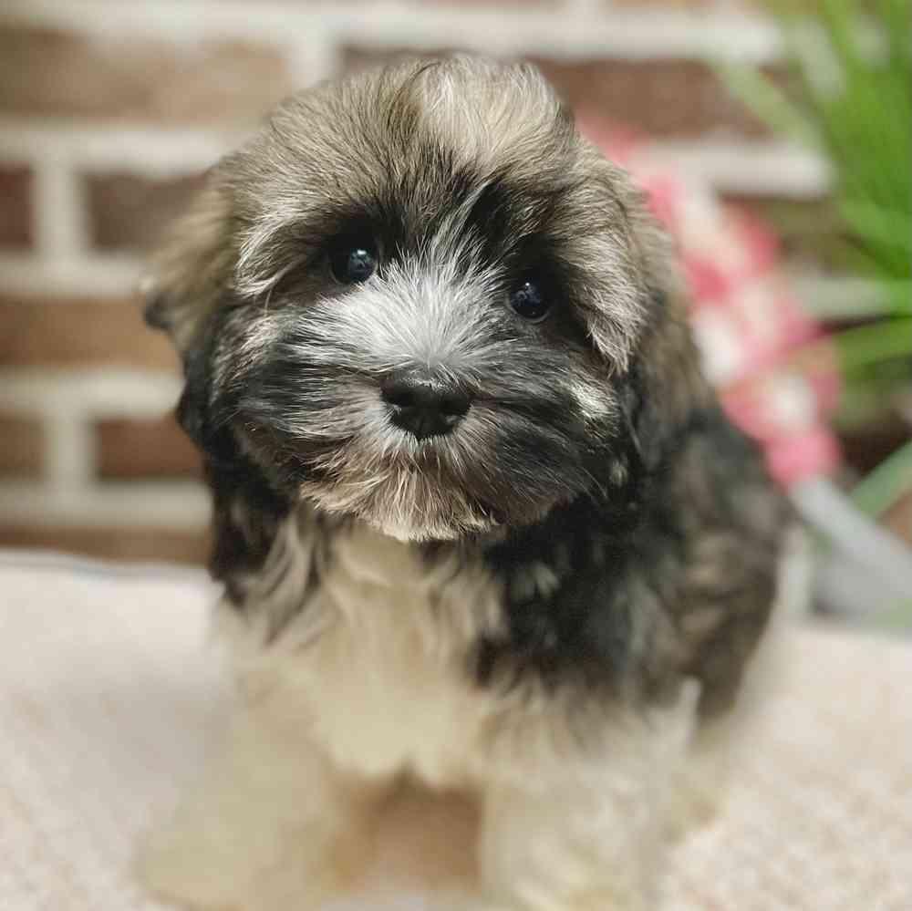 Male Havanese puppy for sale at Shake A Paw Green Brook.