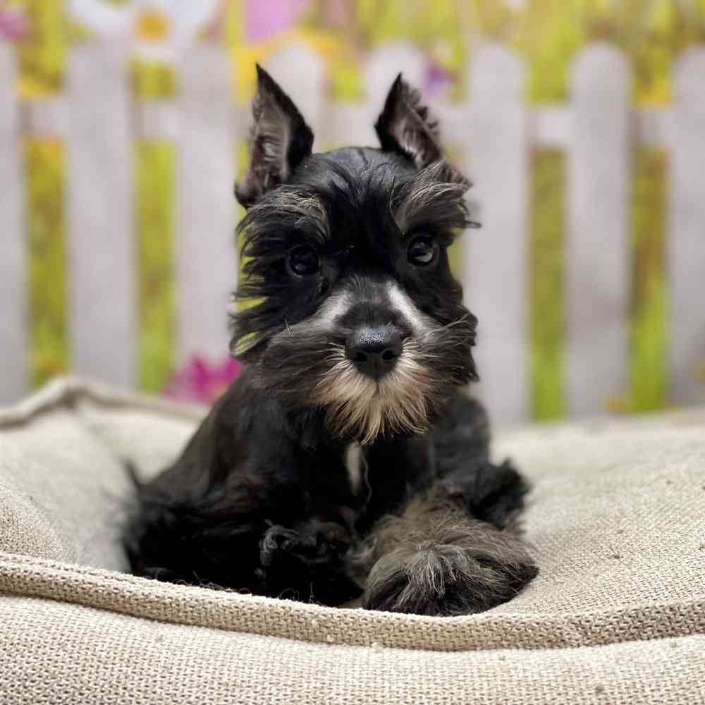 Male Mini Schnauzer puppy for sale at Shake A Paw Union.