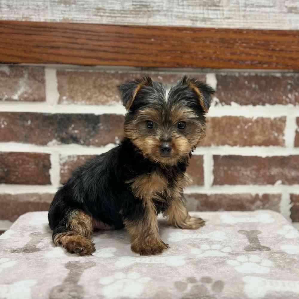 Male Yorkshire Terrier puppy for sale at Shake A Paw Green Brook.