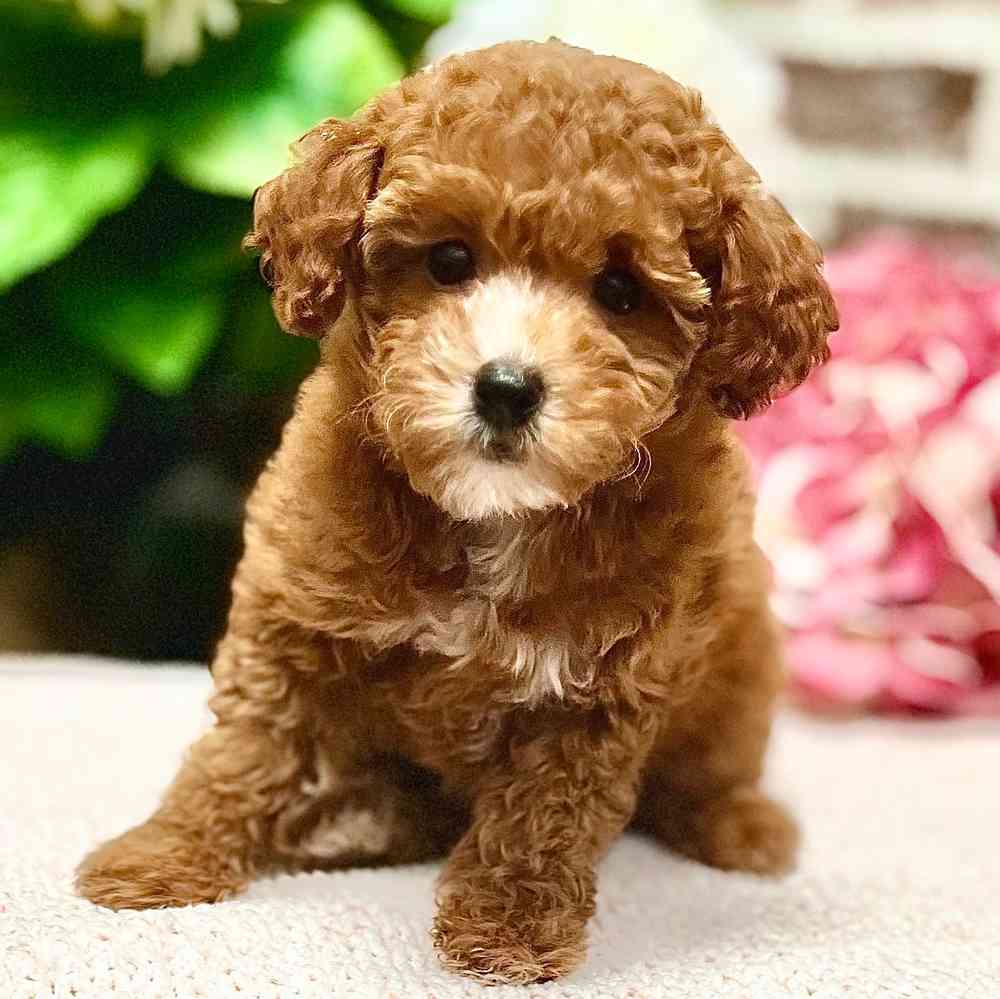 Female Poodle puppy for sale at Shake A Paw Green Brook.
