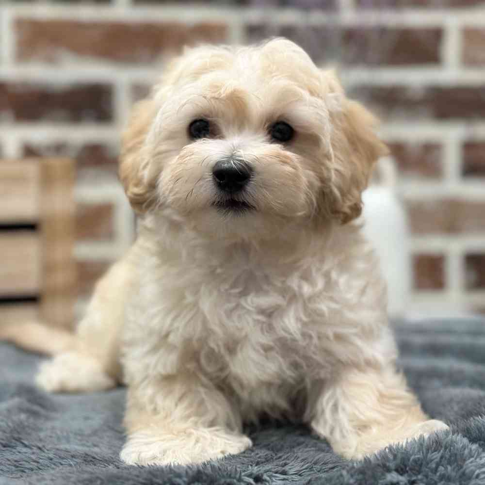 Male Maltipoo puppy for sale at Shake A Paw Union.