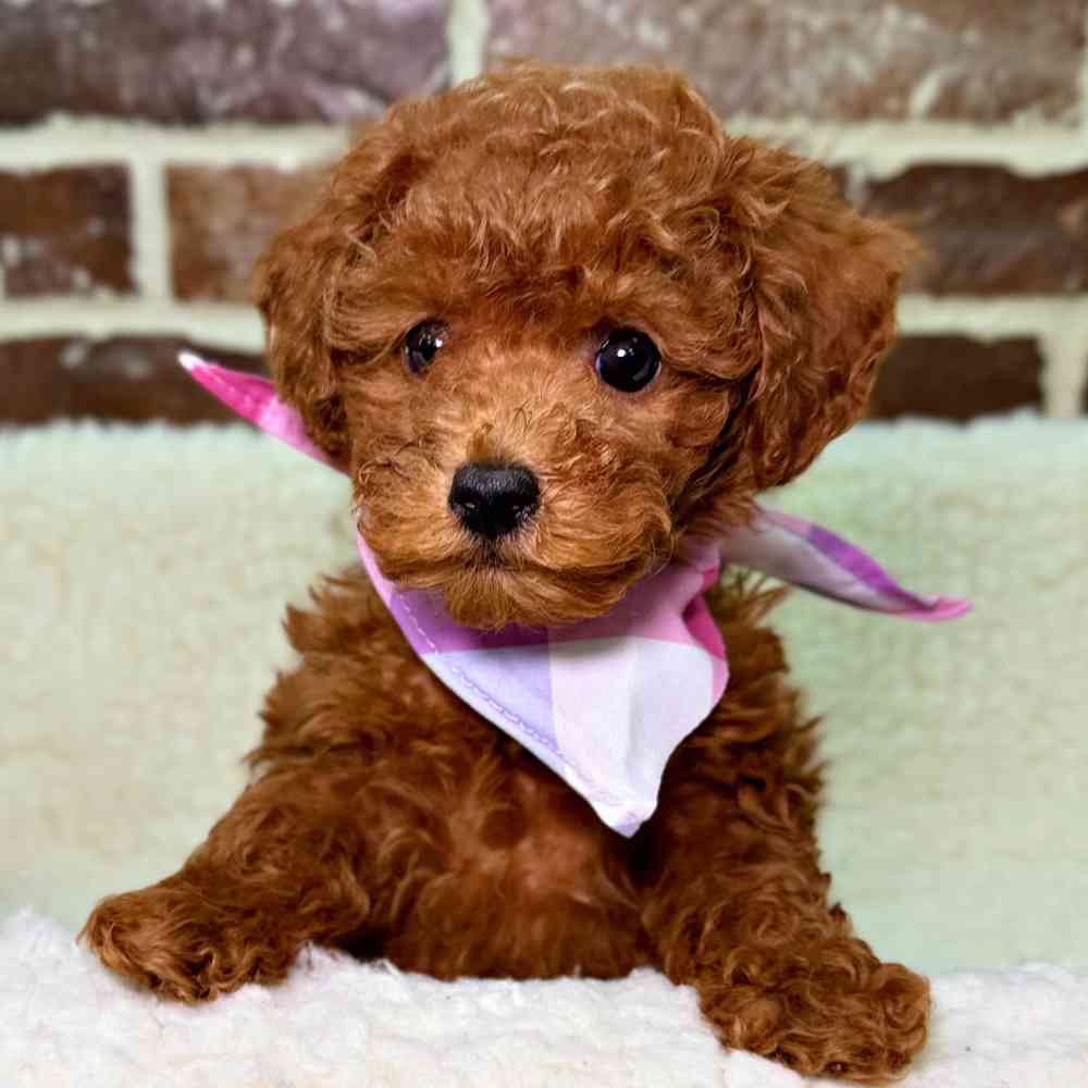 Female Poodle puppy for sale at Shake A Paw Union.