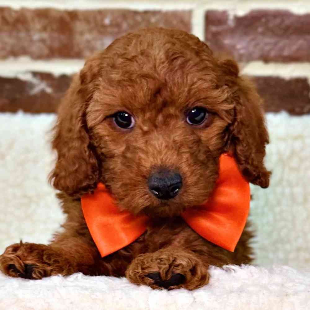 Male Cavapoo puppy for sale at Shake A Paw Union.