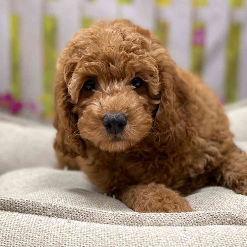 Male Cockapoo 2Nd Gen puppy for sale at Shake A Paw Union.