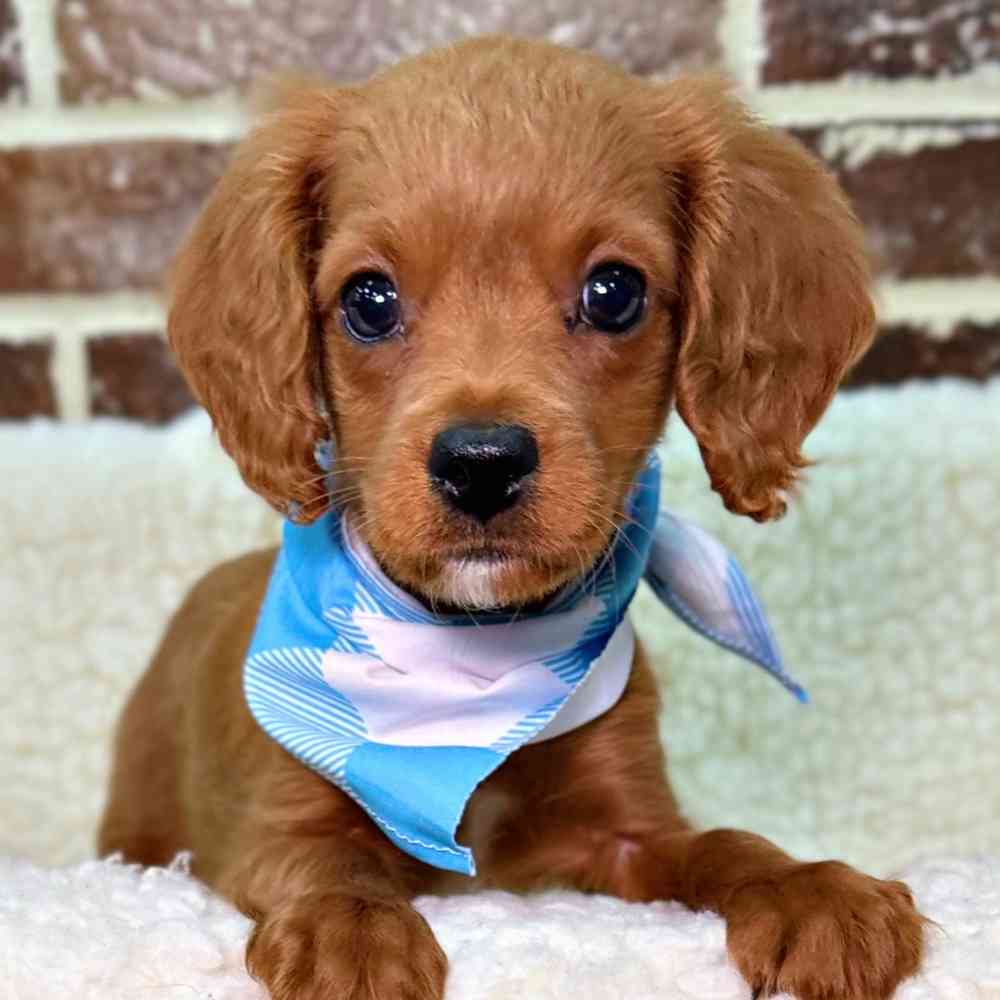 Male Cavapoo puppy for sale at Shake A Paw Union.