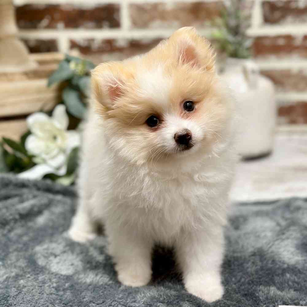 Male Pomeranian puppy for sale at Shake A Paw Union.