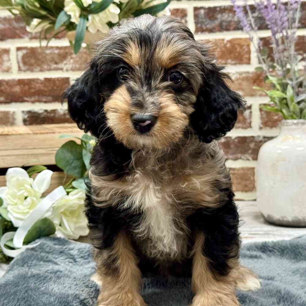Female Cavapoo puppy for sale at Shake A Paw Union.