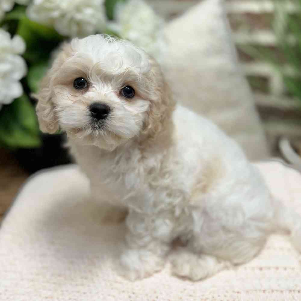 Female Cavachon puppy for sale at Shake A Paw Green Brook.