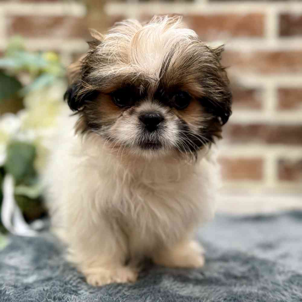 Female Shih Tzu puppy for sale at Shake A Paw Union.