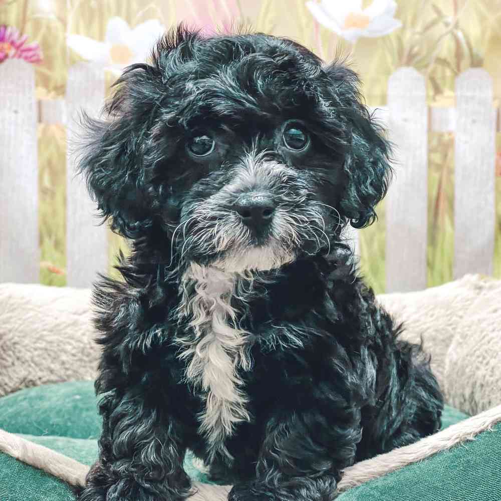 Female Havanese / Poodle puppy for sale at Shake A Paw Union.