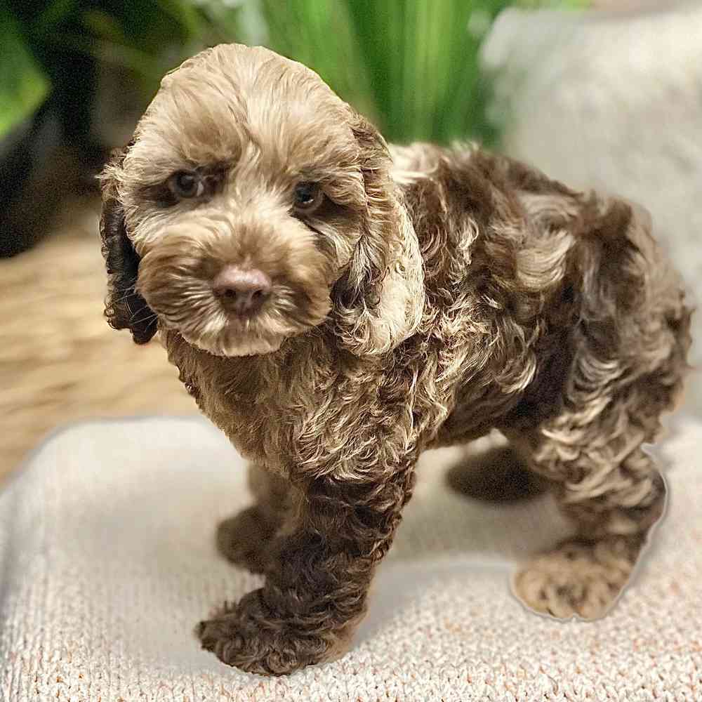 Male Cockapoo puppy for sale at Shake A Paw Green Brook.