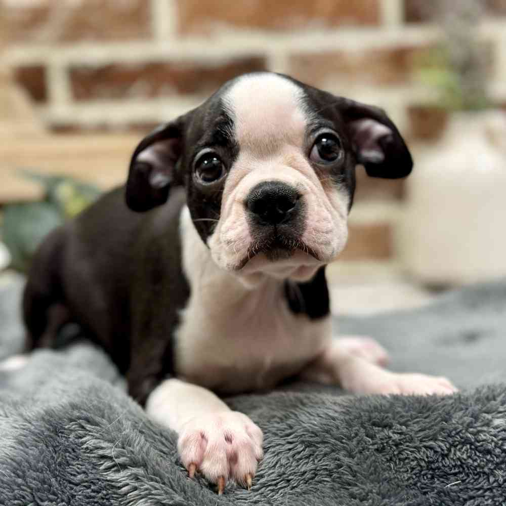 Female Boston Terrier puppy for sale at Shake A Paw Union.
