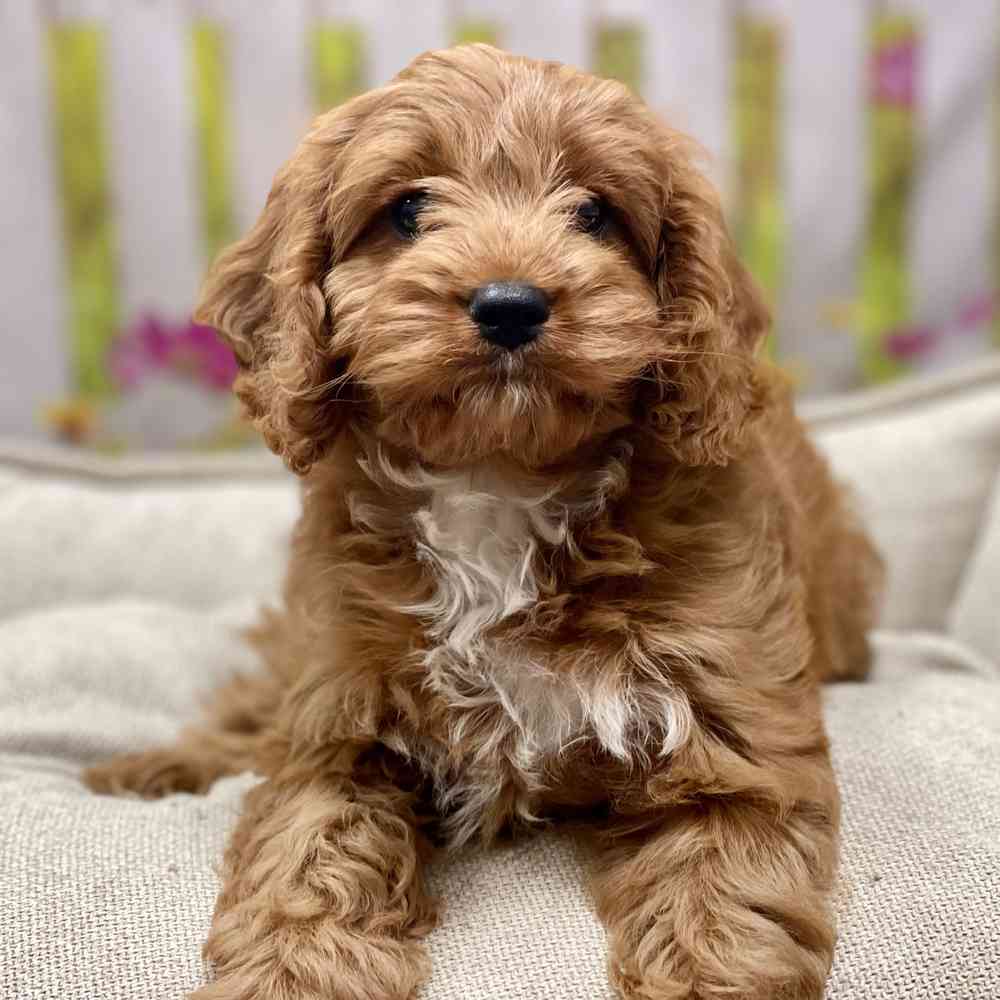 Male Cavapoo puppy for sale at Shake A Paw Union.