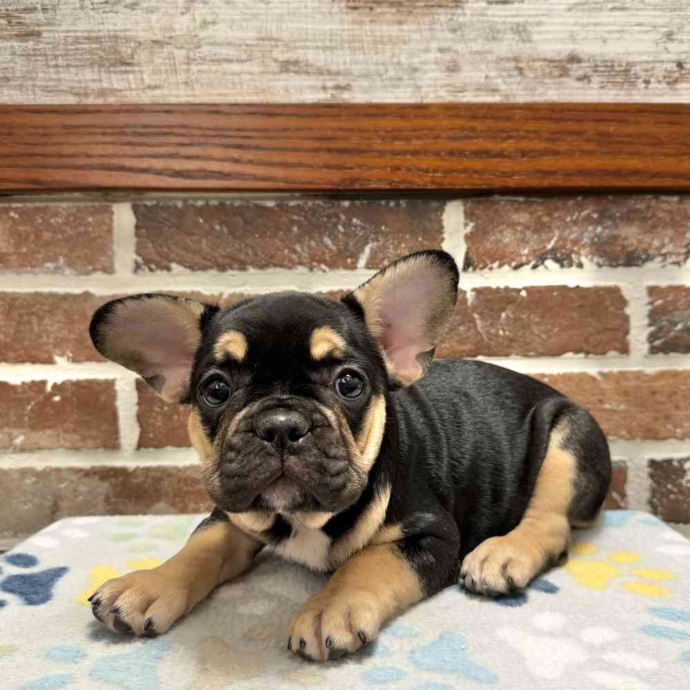 Female French Bulldog puppy for sale at Shake A Paw Green Brook.