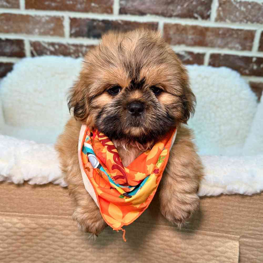 Male Shih Tzu puppy for sale at Shake A Paw Union.