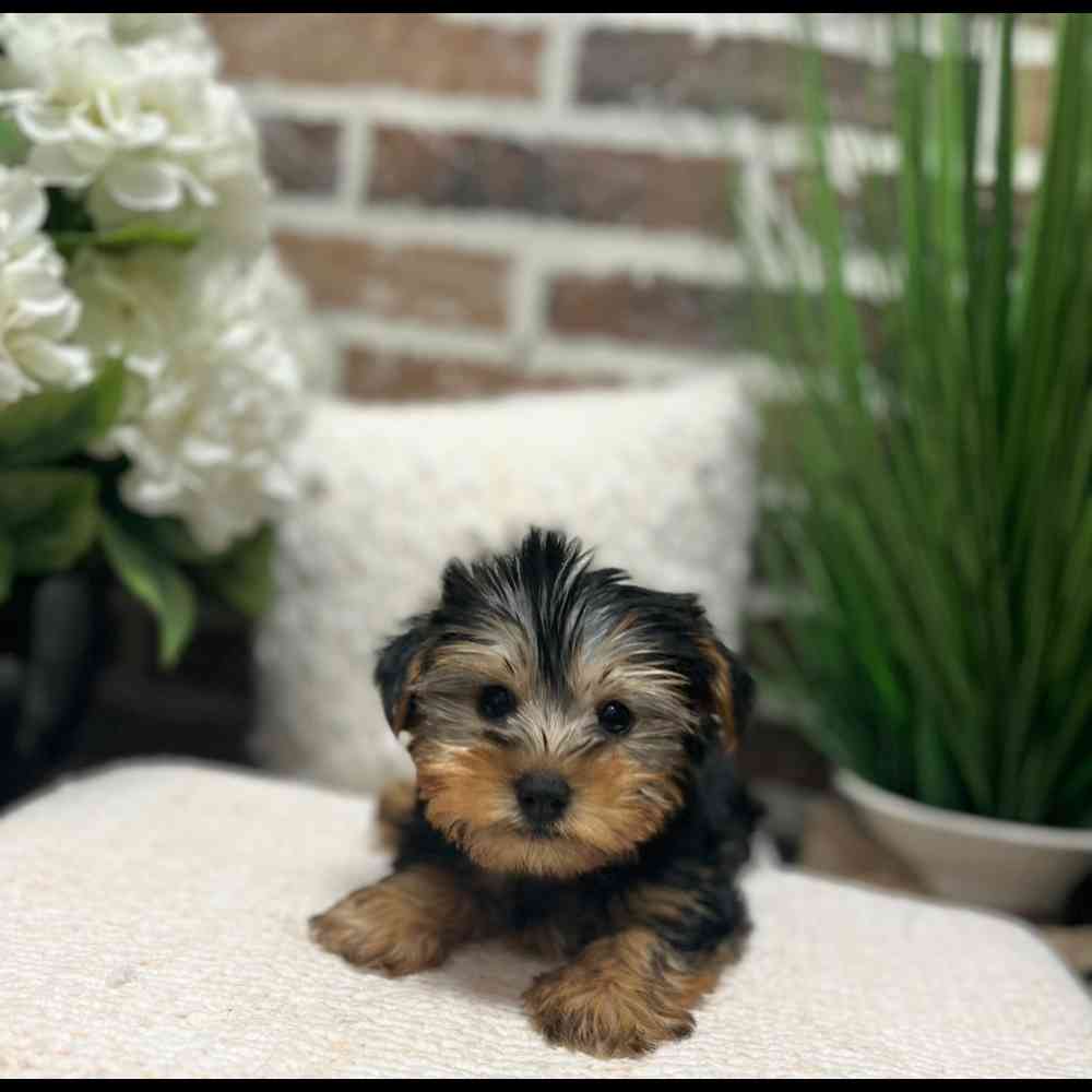 Male Yorkshire Terrier puppy for sale at Shake A Paw Green Brook.