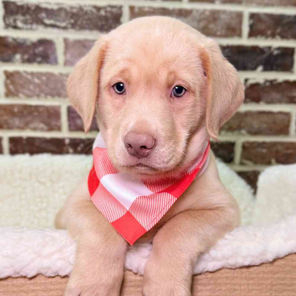 Male Labrador Retriever puppy for sale at Shake A Paw Union.