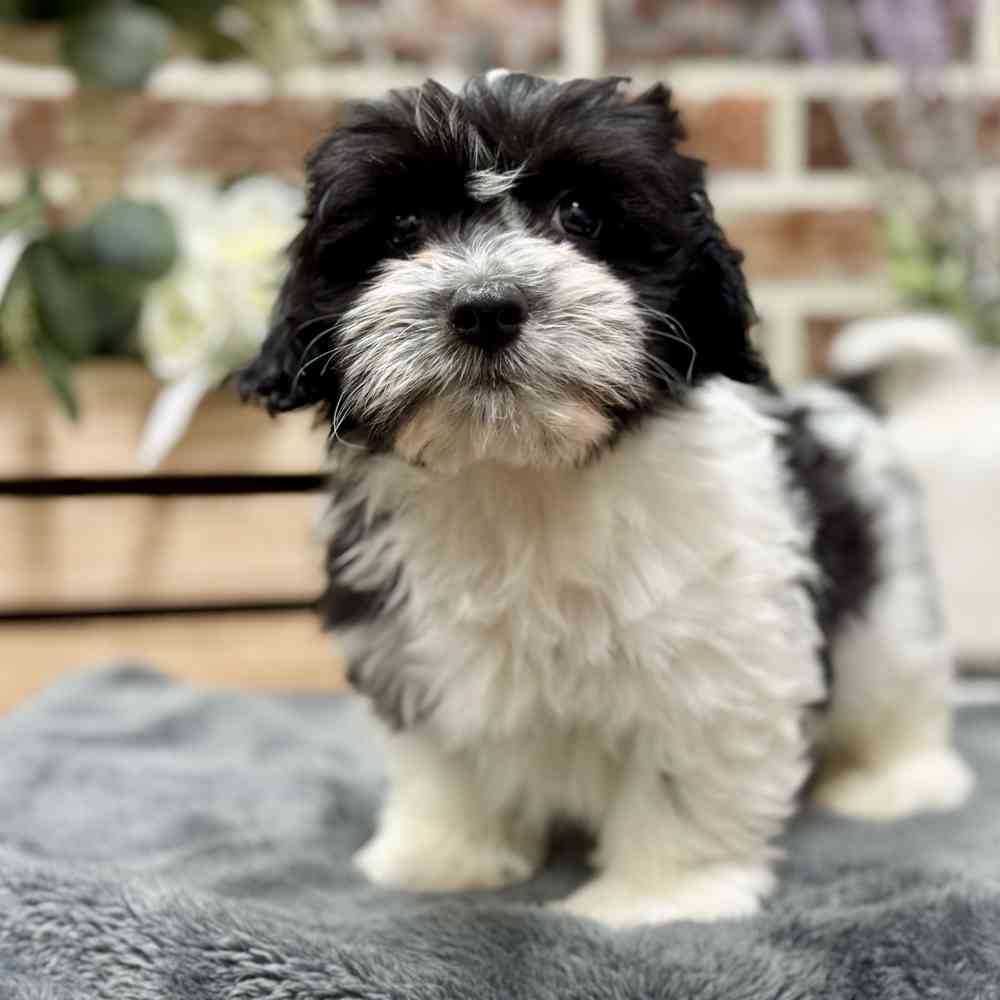 Male Havanese puppy for sale at Shake A Paw Union.