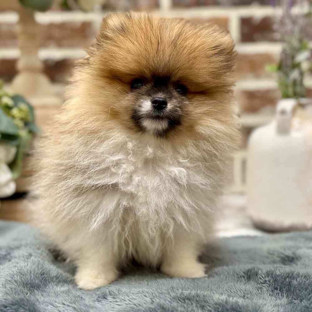 Male Pomeranian puppy for sale at Shake A Paw Union.