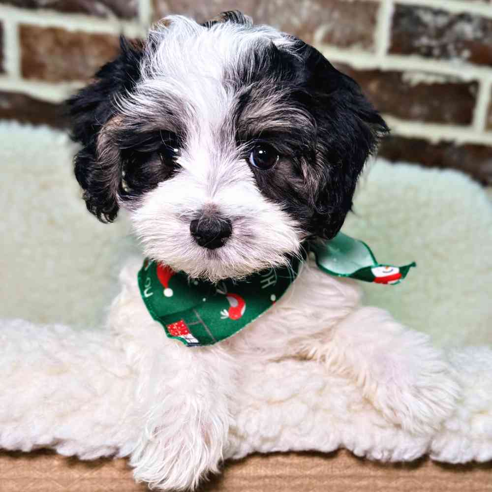 Female Maltipoo puppy for sale at Shake A Paw Union.