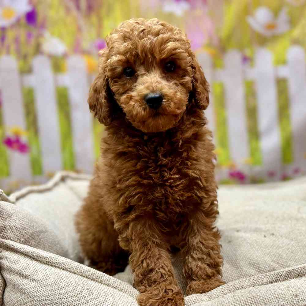 Male Poodle puppy for sale at Shake A Paw Union.