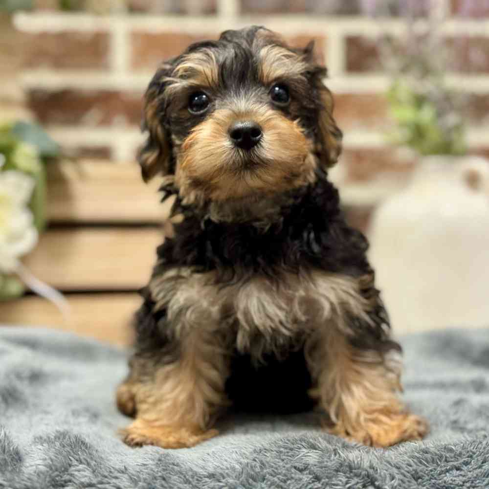Male Yorkie / Poodle puppy for sale at Shake A Paw Union.