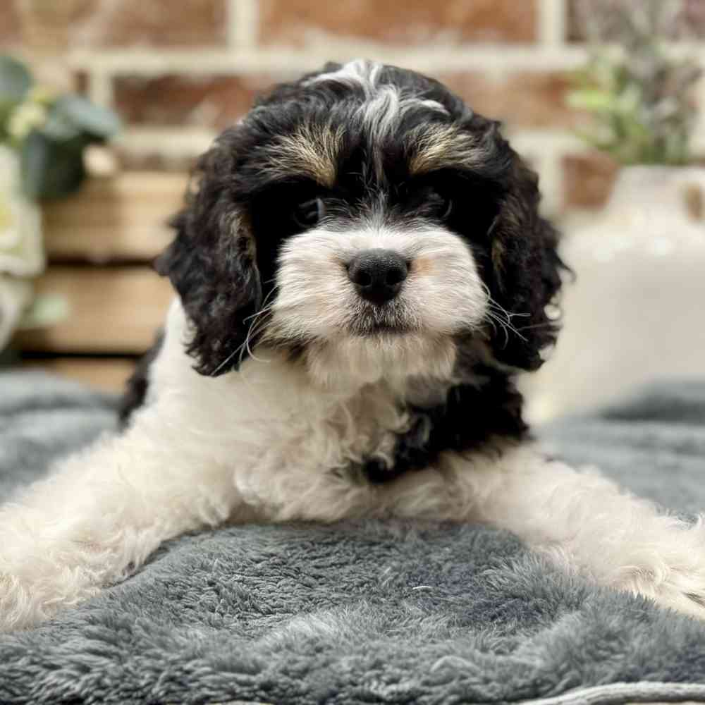 Male Mini Bernedoodle 2Nd Gen puppy for sale at Shake A Paw Union.