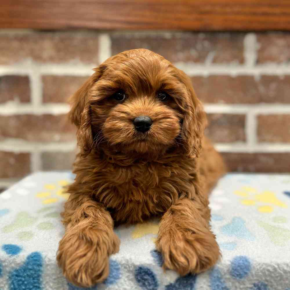 Male Cavapoo puppy for sale at Shake A Paw Green Brook.