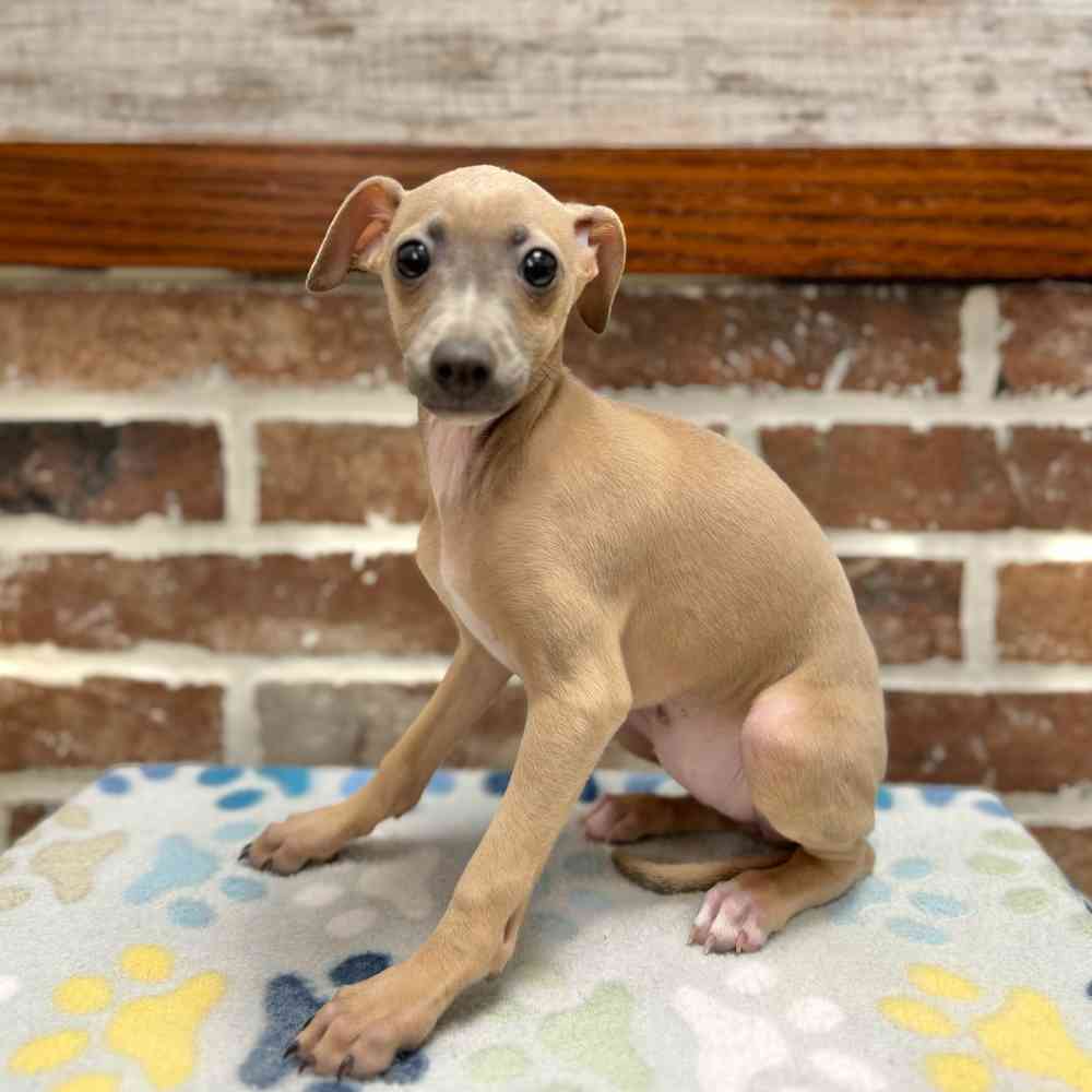 Female Italian Greyhound puppy for sale at Shake A Paw Green Brook.