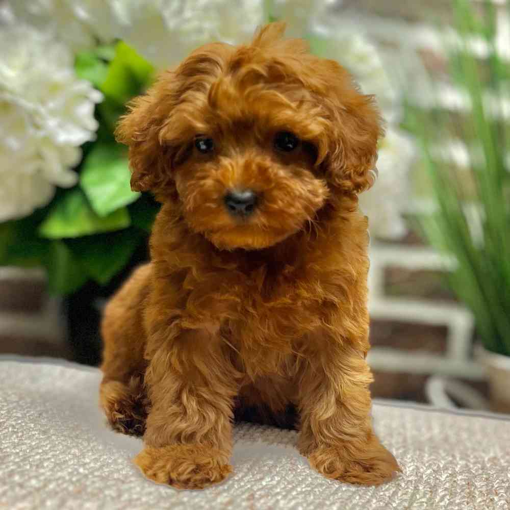 Male Mini Irishdoodle 2Nd Gen puppy for sale at Shake A Paw Green Brook.