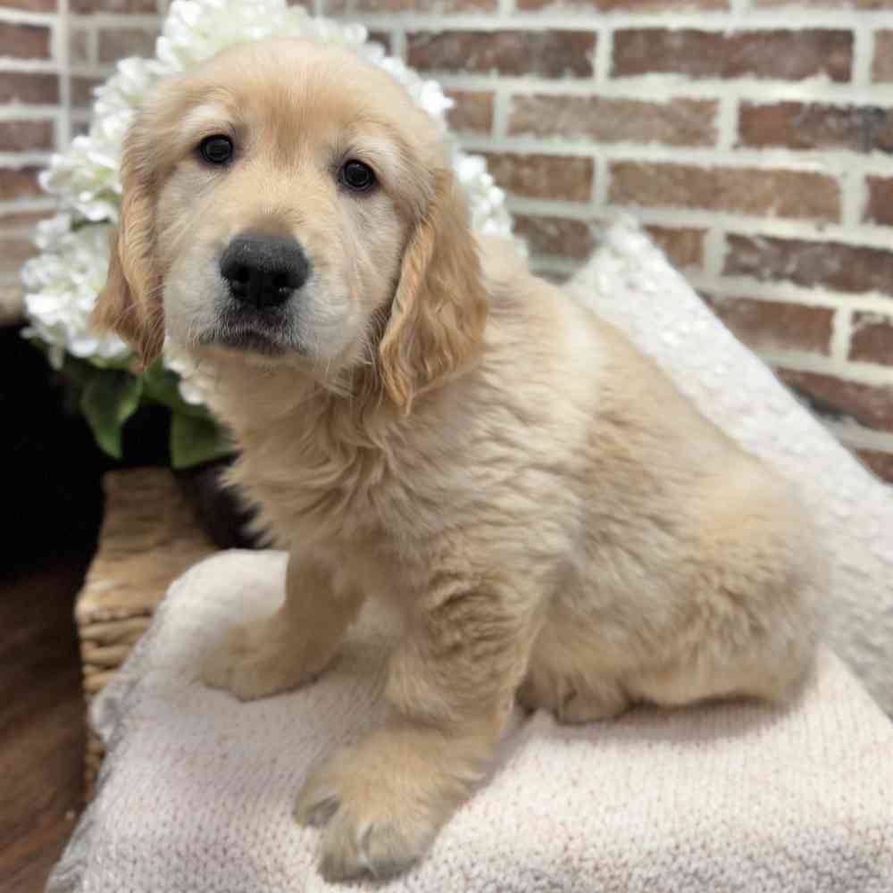 Male Golden Retriever puppy for sale at Shake A Paw Green Brook.