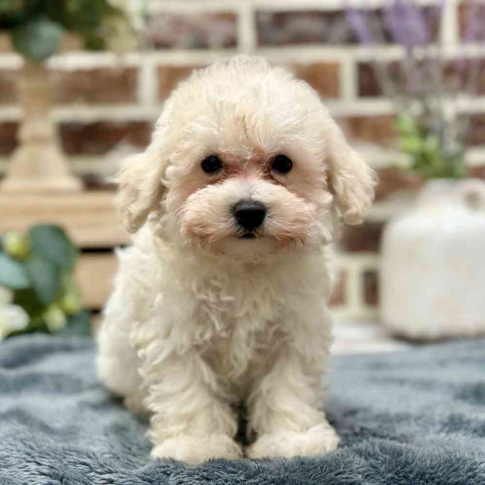 Female Bichon / Poodle puppy for sale at Shake A Paw Union.