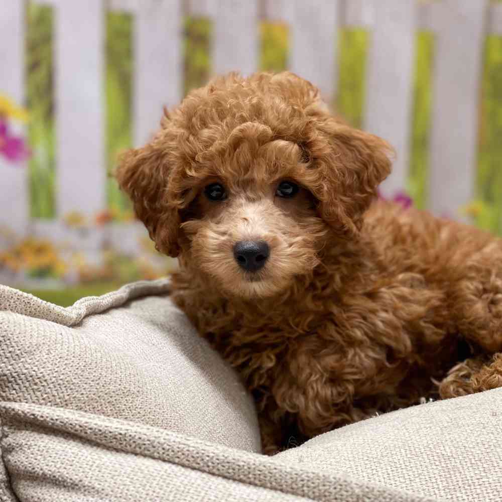 Male Poodle puppy for sale at Shake A Paw Union.