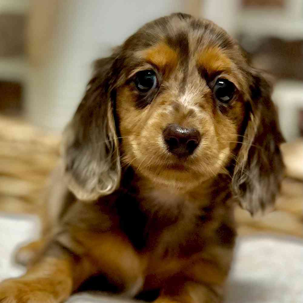 Female Dachshund puppy for sale at Shake A Paw Green Brook.